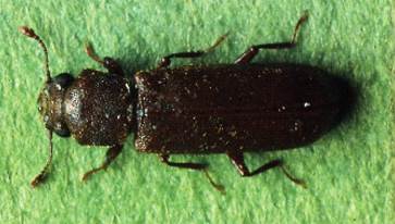 lyctus1
